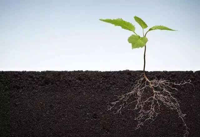 植物根系分析儀對農業生產有幫助嗎？