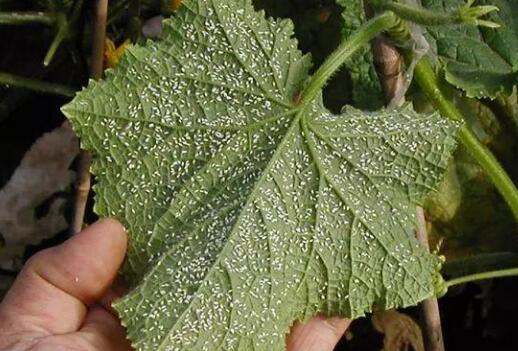 植物葉面積測定儀減少誤差 增加作物產量