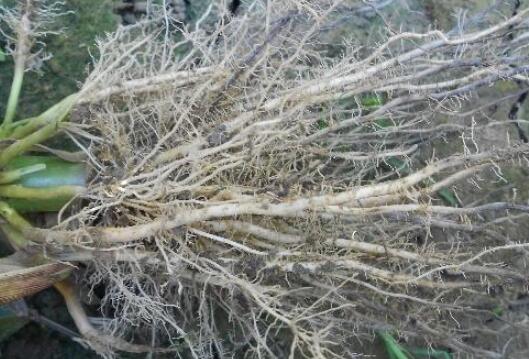 植物根系分析儀滿足科研工作需求