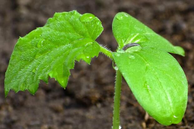 植物冠層分析儀可檢測項目有哪些?