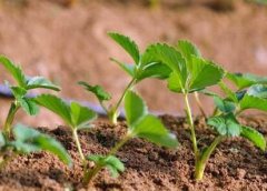 植物葉面積儀對于農業發展有何幫助！