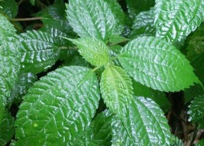 植物葉面積儀 植物葉面積儀