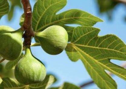 葉綠素測(cè)定儀 葉綠素測(cè)定儀