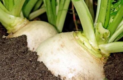 植物營(yíng)養(yǎng)診斷儀 植物營(yíng)養(yǎng)診斷儀