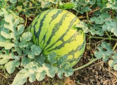 發展現代農業需要對植物根系進行研究