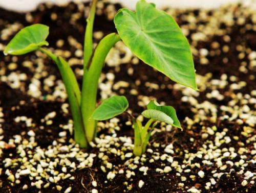 果蔬呼吸測(cè)定儀 果蔬呼吸測(cè)定儀