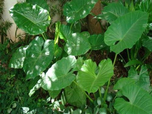 便攜式葉綠素檢測儀 便攜式葉綠素檢測儀