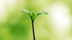 植物根系分析儀的作用是什么呢?