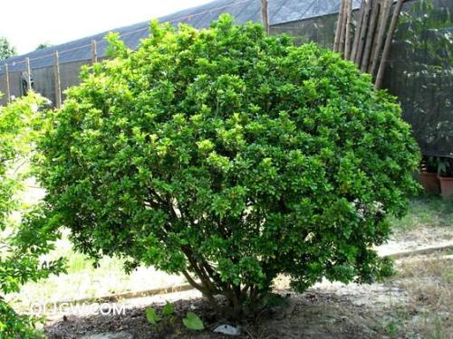 植物養(yǎng)分檢測儀 植物養(yǎng)分檢測儀