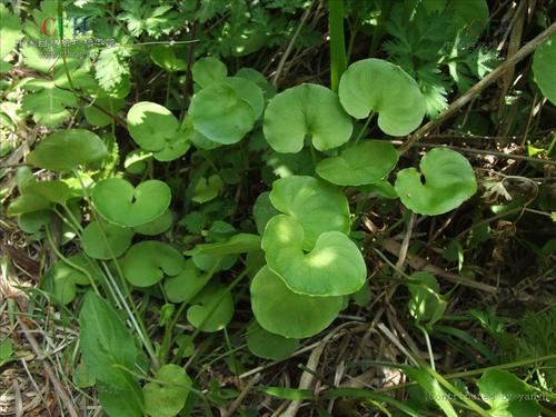 葉綠素儀 葉綠素儀